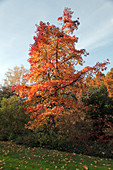 Liquidambar styraciflua (Amberbaum) im Herbst