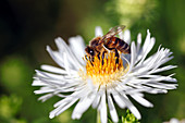 Biene (Apis mellifera) auf Blüte von Aster novi-belgii (Glattblattaster)
