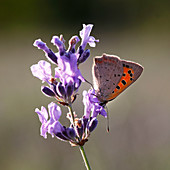 Kleiner Feuerfalter (Lycaena phlaeas) auf Blüte von Lavendel (Lavandula)