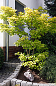 Acer shirawasanum 'Aureum' (Japanischer Gold-Ahorn)