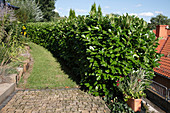 Hecke aus Prunus laurocerasus (Kirschlorbeer), Rasenweg, Pflaster, Beeteinfassung