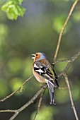 Male chaffinch singing (Fringilla coelebs), Germany