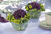 Allium 'Purple Sensation' (Zierlauch) und Alchemilla (Frauenmantel)