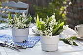 Convallaria majalis (Lily of the Valley) in enamelled cups