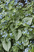 Brunnera macrophylla 'Jack Frost'