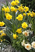 Narcissus 'Yellow River' & 'Tahiti' (daffodils) in the border