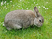 Zwerg-Kaninchen auf der Wiese