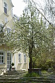 Blühender Birnbaum (Pyrus) als Hausbaum auf der Terrasse