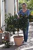 Woman cutting back Hibiscus rosa-sinensis (rose marshmallow)