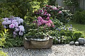 Fountain with stone trough, Rhododendron yakushimanum 'Milano'