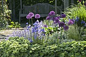 Bed with Allium 'Purple Sensation' (ornamental leek), Alchemilla (lady's mantle)