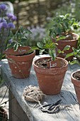 Tomato seedlings (Lycopersicon) in clay pots