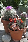 Flowering cacti in clay pots