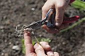 Planting leeks in the bed (3/4)