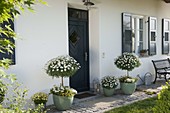 Hauseingang mit Argyranthemum frutescens 'Stella 2000' 'Duplo White'