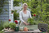 Planting geraniums and lavender in a wooden box (2/4)