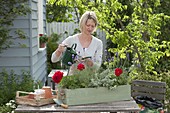 Planting geraniums and lavender in a wooden box (3/4)