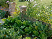 Vegetable patch with lactuca (lettuce), Chinese cabbage and broccoli (brassica)