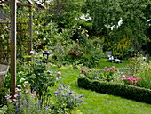Blühender Garten mit Rosa (Rosen), Buxus (Buchs) als Einfassung