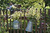 Bouquets of herbs in zinc cans hung on fence