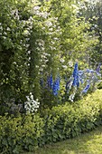 Blue and white perennial border with Delphinium, Campanula