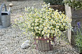 Basket vase with Matricaria chamomilla (chamomile) bouquet