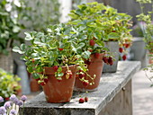 Strawberries 'Mara de Bois' (Fragaria) planted in clay pots