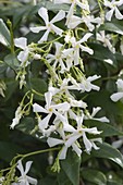 Trachelospermum jasminoides (Sternjasmin)