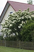 Flowering Sambucus nigra (elderberry) behind garden fence