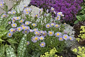 Erigeron 'Mrs. E. H. Beale' (Feinstrahl-aster)