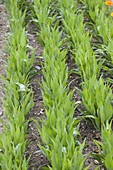 Salsify 'Hoffmann's Black Pile' (Scorzonera hispanica)