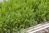 Vegetable bed with carrots (Daucus carota)