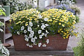 Argyranthemum 'Sole Mio' (daisies), Petunia (petunia), Sanvitalia