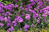 Silene armeria (Clove Slimewort, Garden Slimewort)