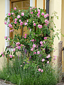 Rose 'Fantin Latour' at the house, lavender