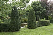 Wasserbereich abgeteilt durch geschwungene Hecke aus Taxus baccata