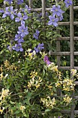 Clematis (Clematis) and Lonicera caprifolium (Honeysuckle)