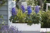 Weißer Holzkasten mit Delphinium elatum F1-Hybride 'Royal Aspirations'