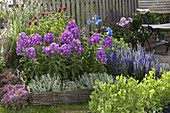 Phlox paniculata 'Purple Dome' (Phlox), Veronica