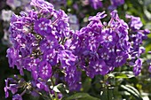 Phlox paniculata 'Purple Dome' (Flame Flowers)