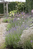 Lavender (Lavandula)