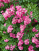 Rosa moschata 'Mozart' (Modern shrub rose), repeat flowering, light fragrance
