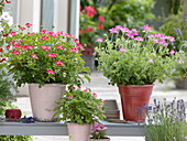 Pelargonium 'Pink Capitatum' on the right, 'Patos Unique' on the left, 'Concolor Lace'