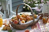 Freshly harvested apricots (Prunus armeniaca) in a chip basket