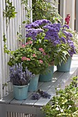 Duftpflanzen auf Bank : Pelargonium 'Concolor Lace' (Duftgeranie)