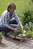 Woman harvesting kohlrabi