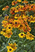 Helenium hybrid 'Waltraut' (Sunflower)