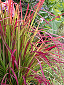 Imperata cylindrica 'Red Baron' (Japanisches Rotgras)