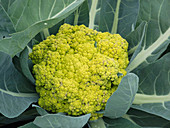 Mini - Blumenkohl 'Vitaverde' (Brassica oleracea)