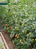 Tomaten (Lycopersicon) im Gewächshaus